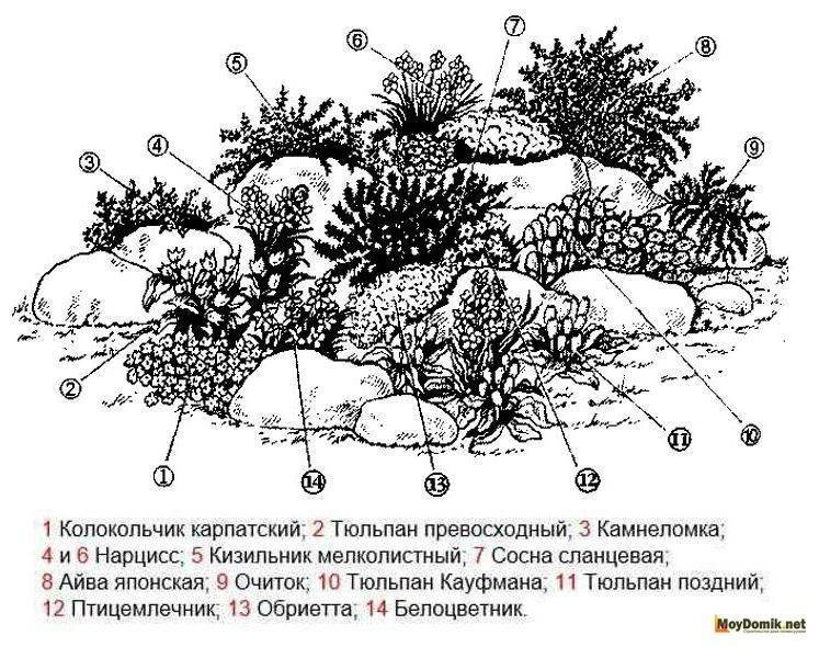 Альпинарий: виды, устройство, растения | file-don.ru