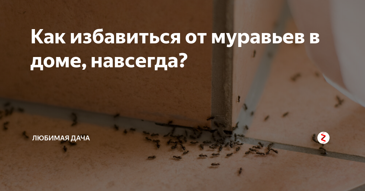 Домашние рыжие муравьи как вывести. Избавляемся от муравьев навсегда. Избавиться от квартирных муравьев. Избавиться от муравьев раз и навсегда. Как избавиться от муравьев дома навсегда.