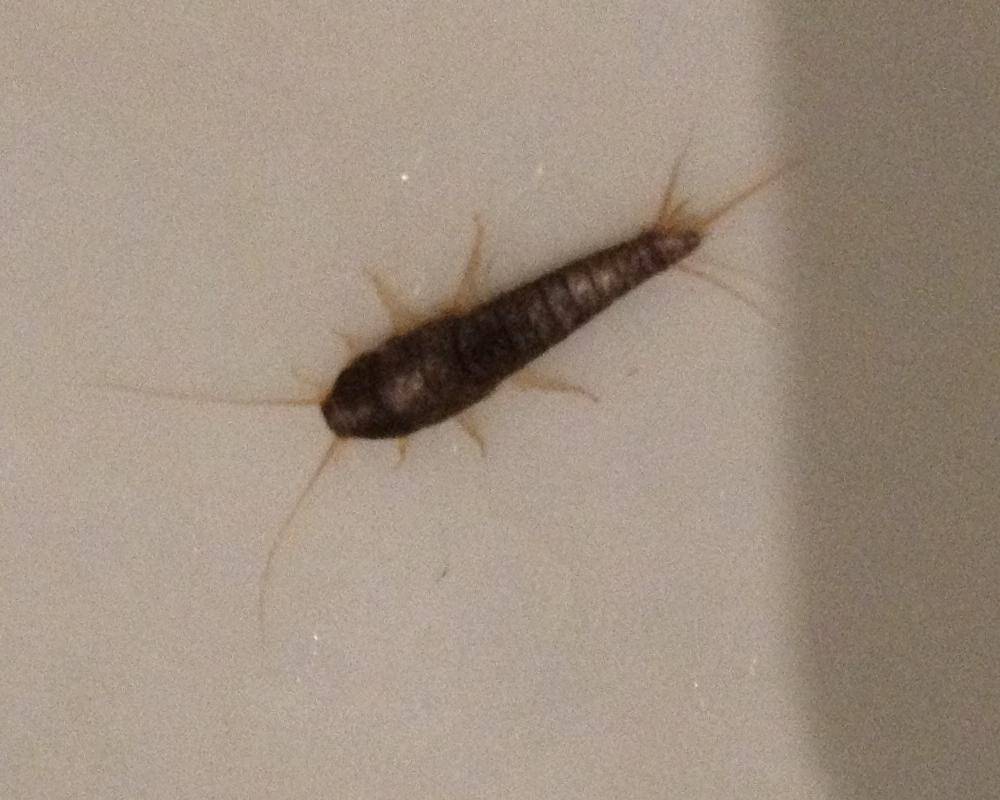 Завелись маленькие странные длинные белые насекомые в ванной и туалете, быстро бегают