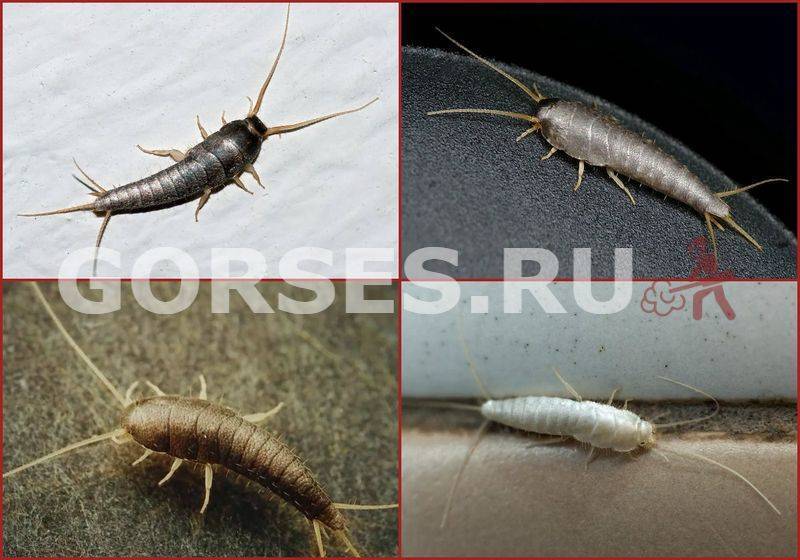 Мокрицы в ванной. как бороться?