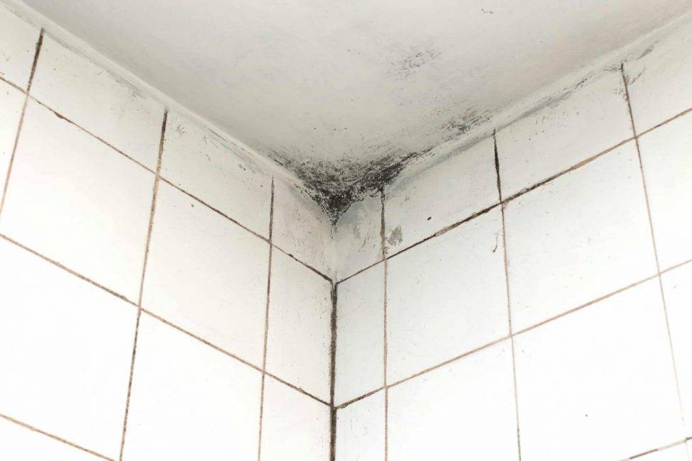 Чем обработать плесень на потолке и как избавиться от грибка в ванной