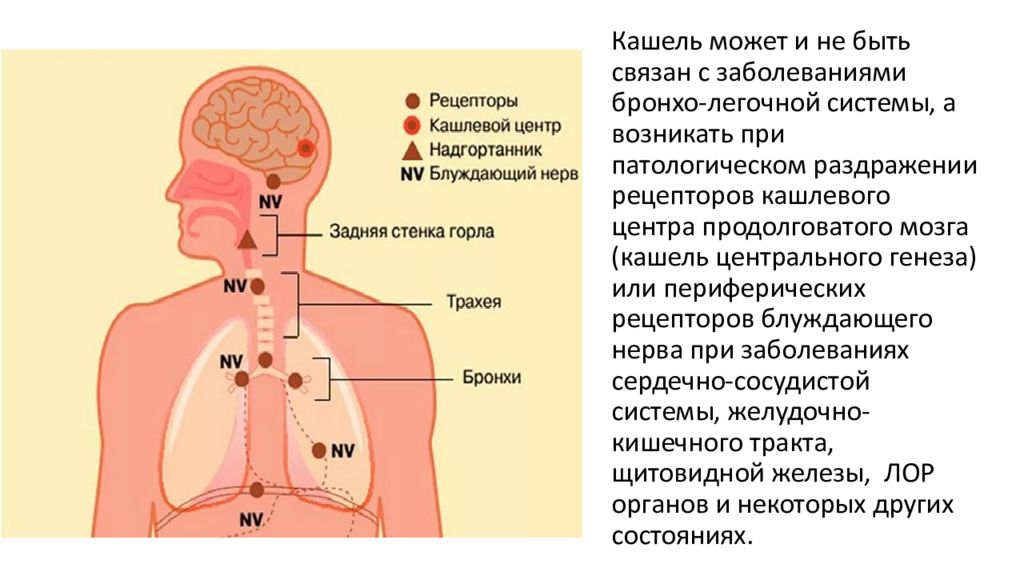 Кашель и чихание какой отдел мозга. Психогенный кашель. Кашель центрального генеза. Болезни связанные с кашлем.