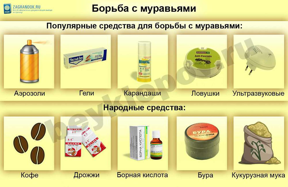 Как вывести муравьев из квартиры - рабочие и проверенные методы