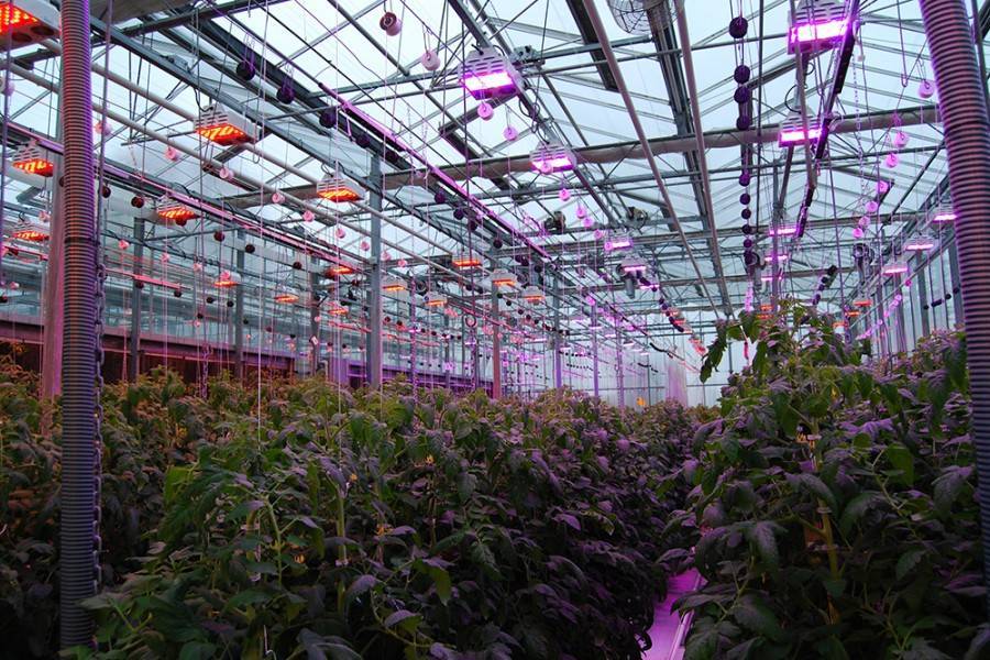 Обзор профессиональных led ламп для теплиц, инфракрасных, энергосберегающих, примеры как рассчитать освещение в теплице, выбор ламп для зимних построек