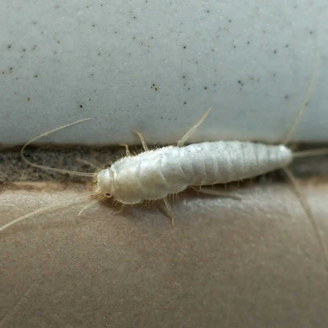 Белые червячки в диване