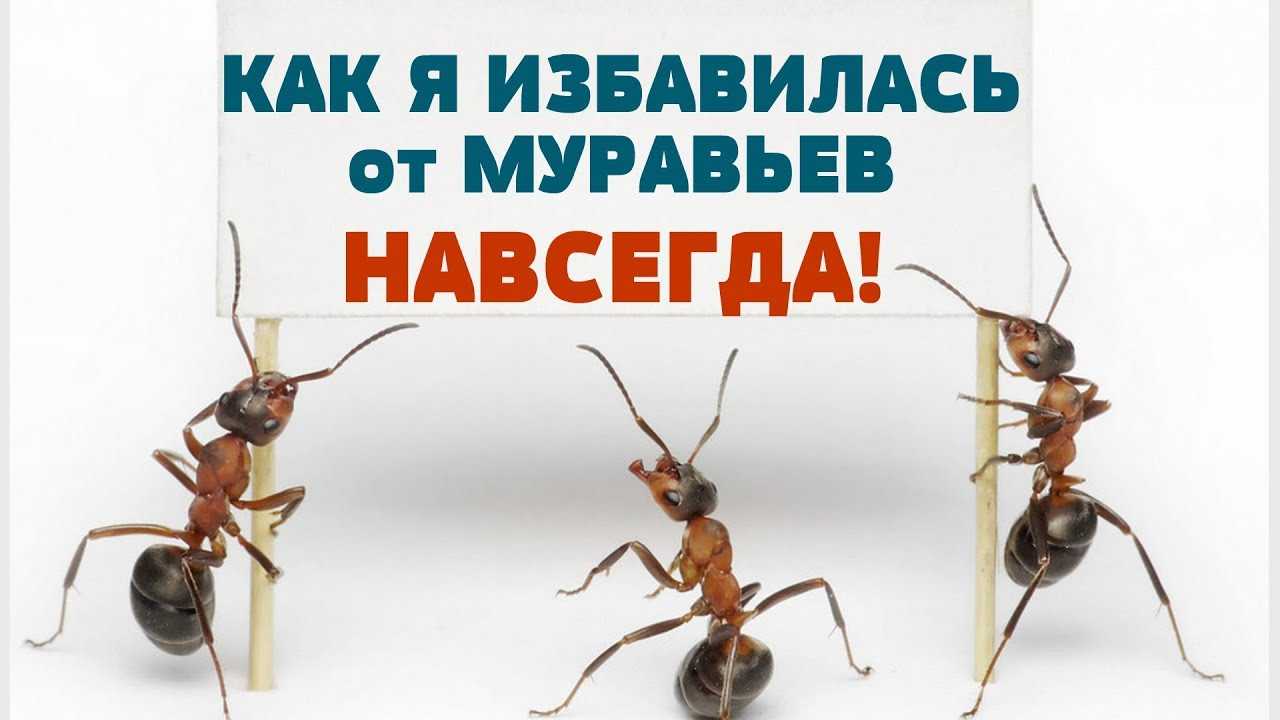 Как избавиться от домашних муравьев в квартире навсегда 20 способов