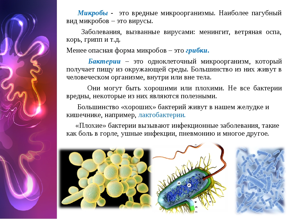 Три организма относящимся к бактериям. Микроорганизмы сообщение. Виды бактерий и вирусов. Название вирусов и бактерий. Строение вирусов и бактерий.